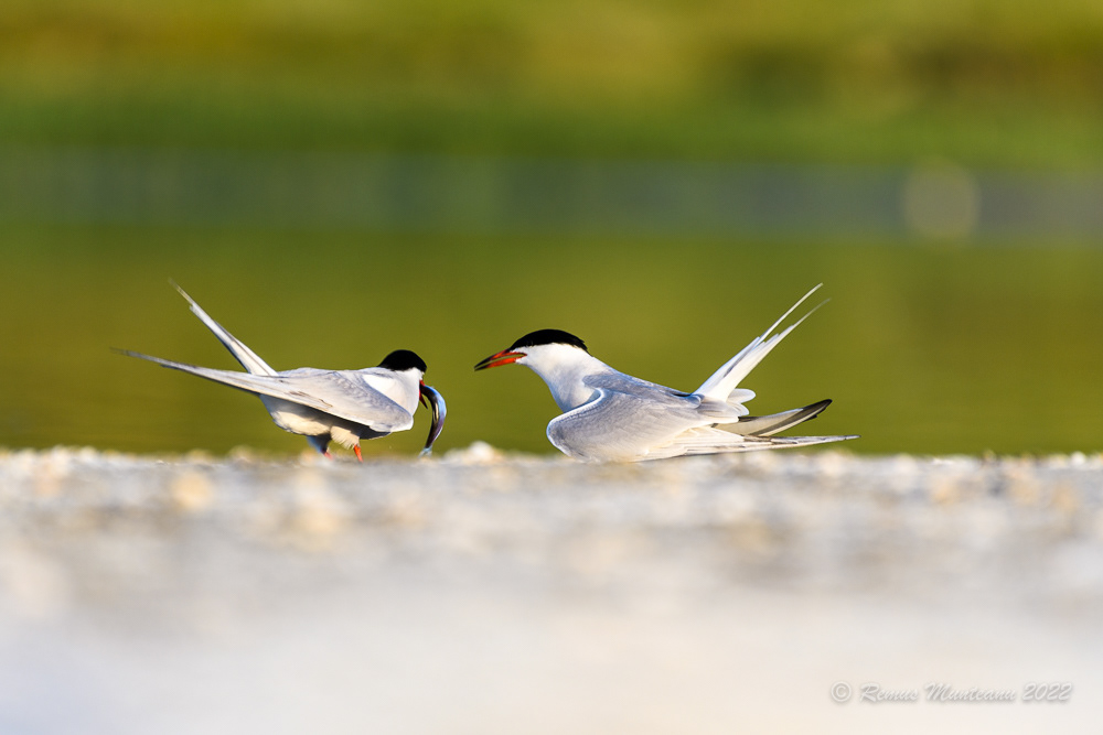 Chira de balta | Sterna hirundo | Common tern
