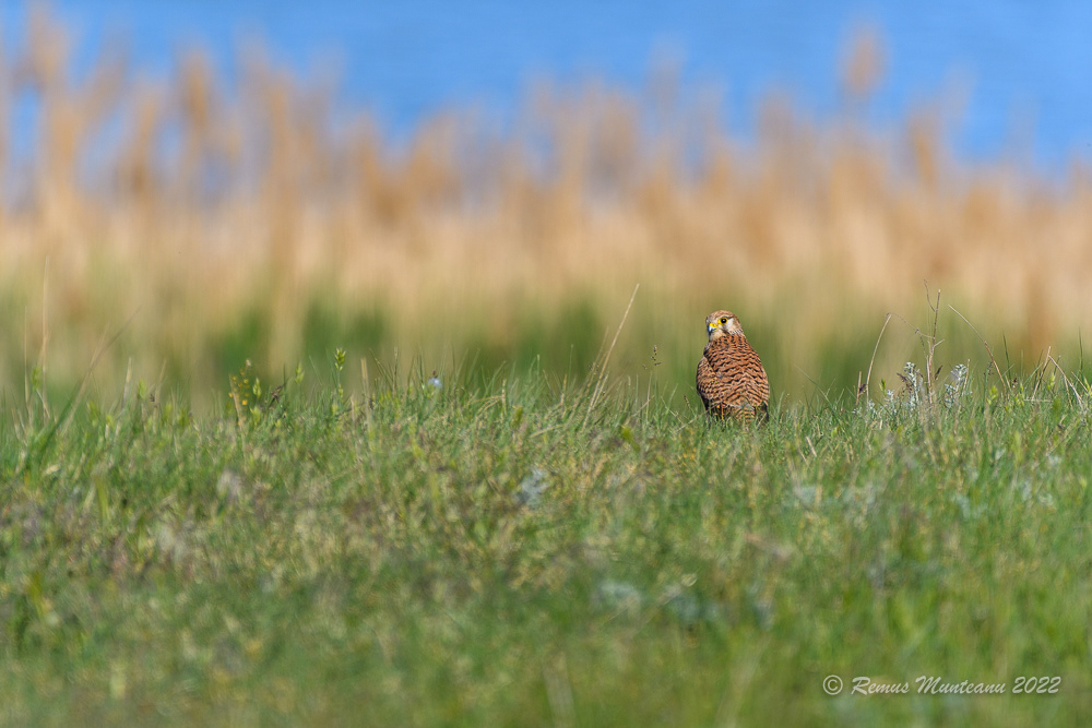Vanturel rosu | Falco tinnunculus | Common Kestrel