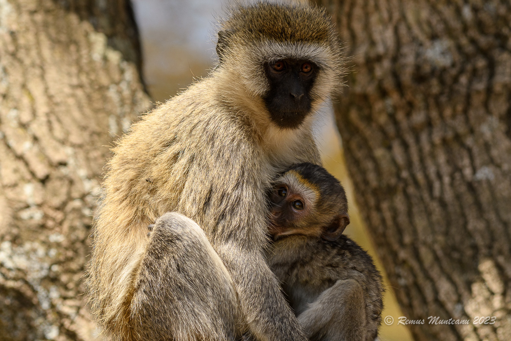 Vervet Monkey | Chlorocebus Pygerythrus