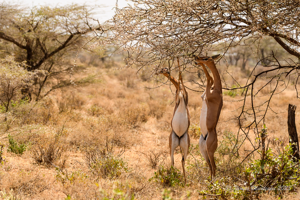 Gerenuk | Litocranius Walleri
