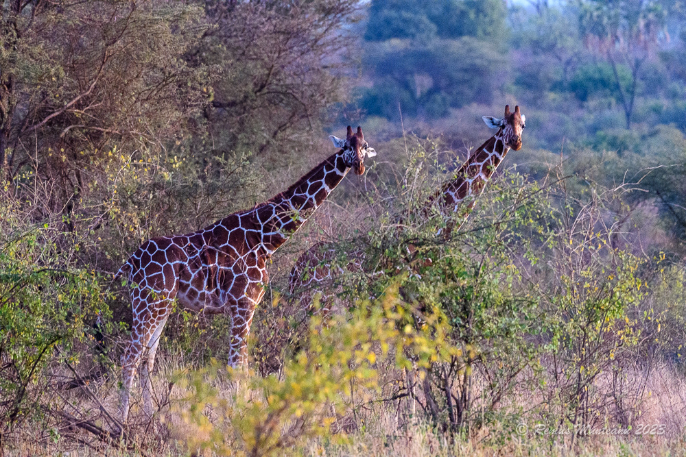 Reticulated Giraffe | Giraffa Camelopardalis Reticulata