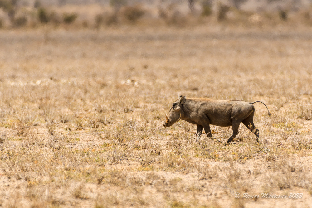 Common Warthog | Phacochoerus Africanus