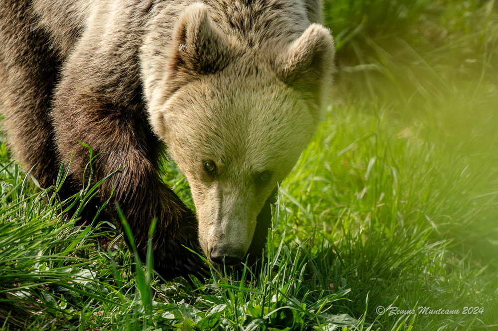 Urs Brun | Brown Bear | Ursus Arctos