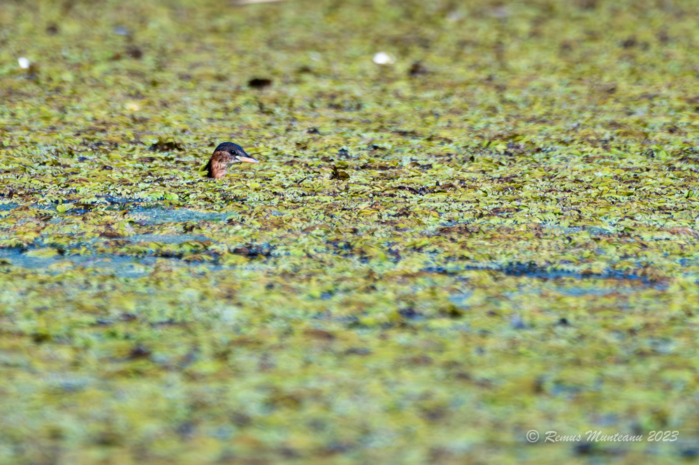 Corcodel mic | Little grebe | Tachybaptus ruficollis