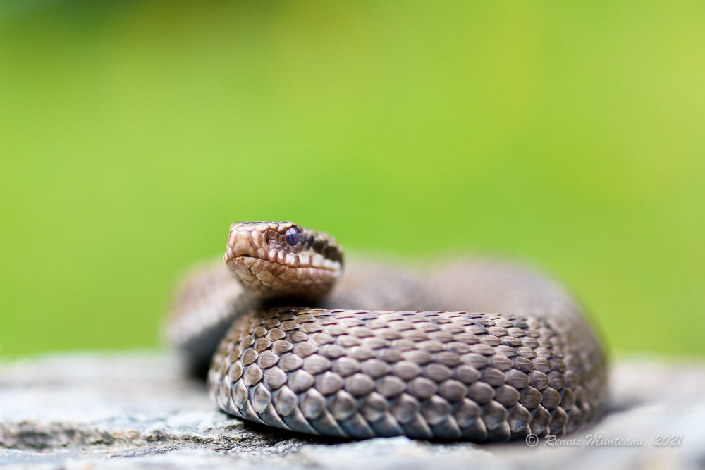 Vipera comuna | Vipera berus | Common European adder