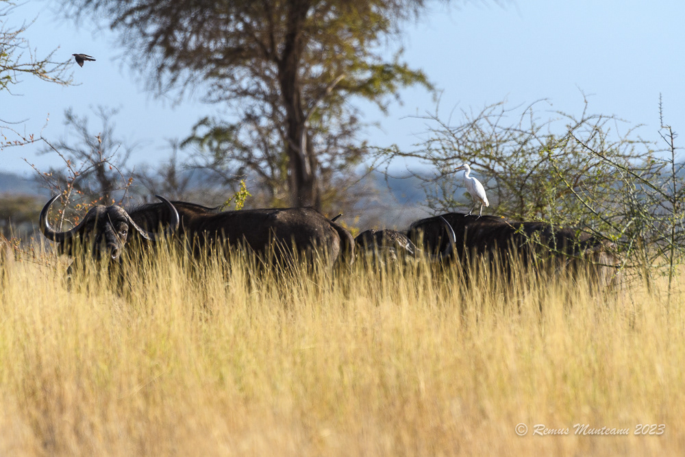 African Buffalo | Syncerus Caffer