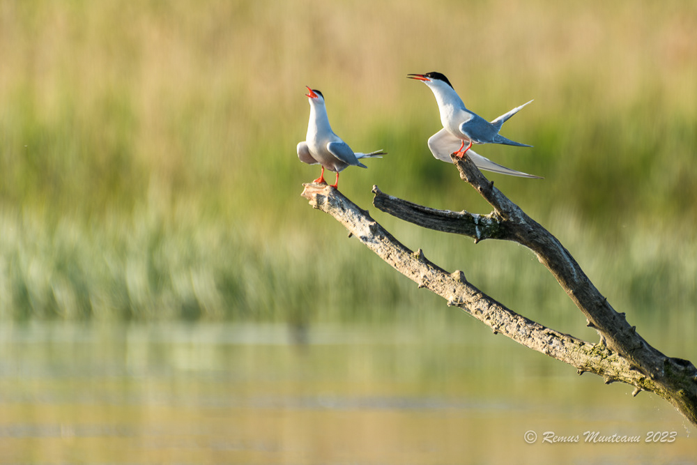 Chira de balta | Common Tern | Sterna hirundo
