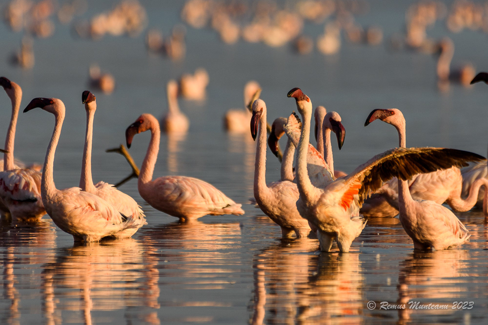 Lesser Flamingo | Phoeniconaias Minor