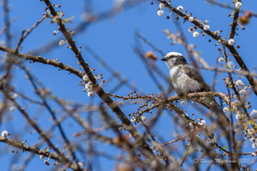 White-rumped Shrike | Eurocephalus Rupelli