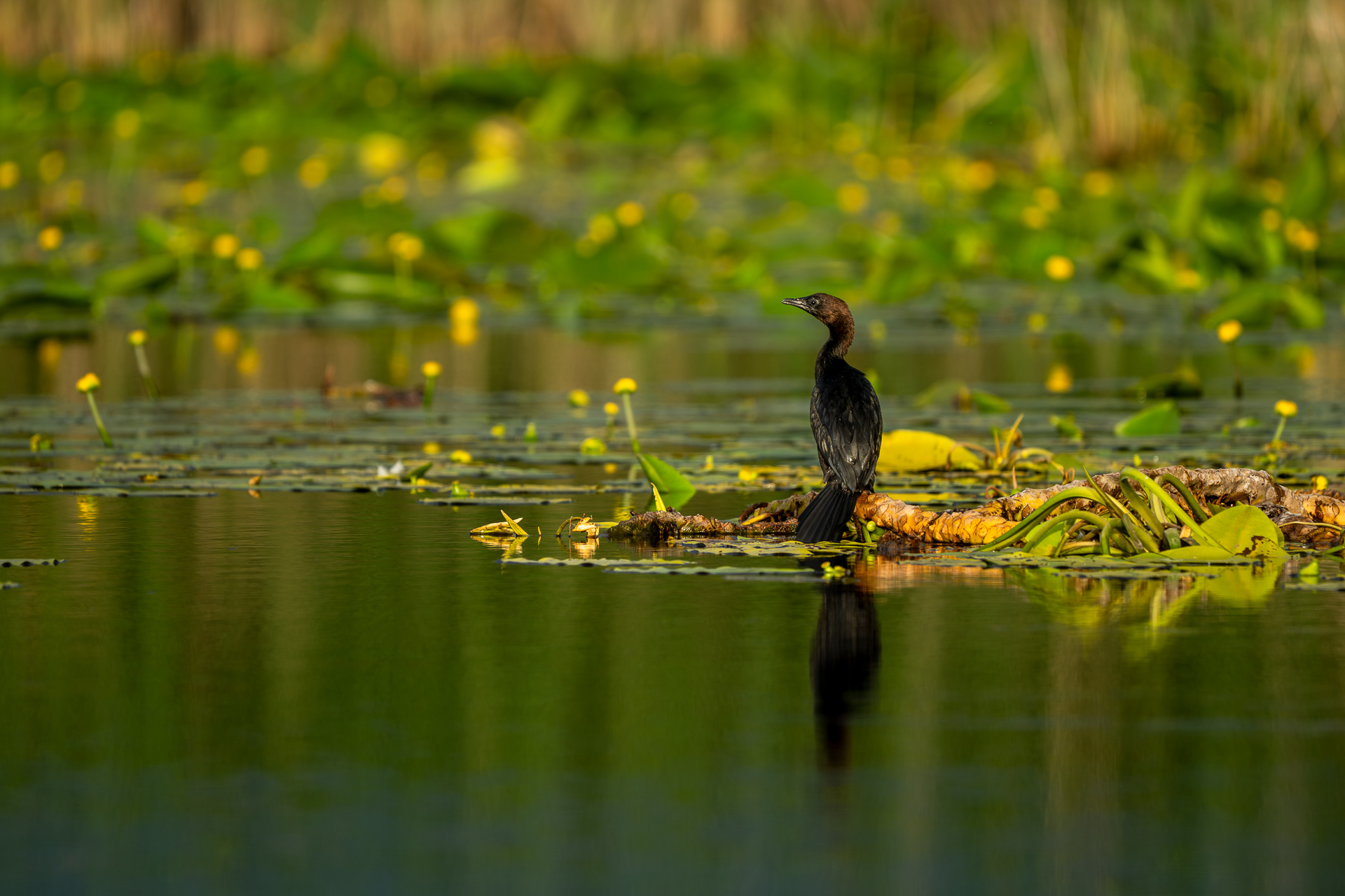 Cormoran mic | Microcarbo pygmaeus