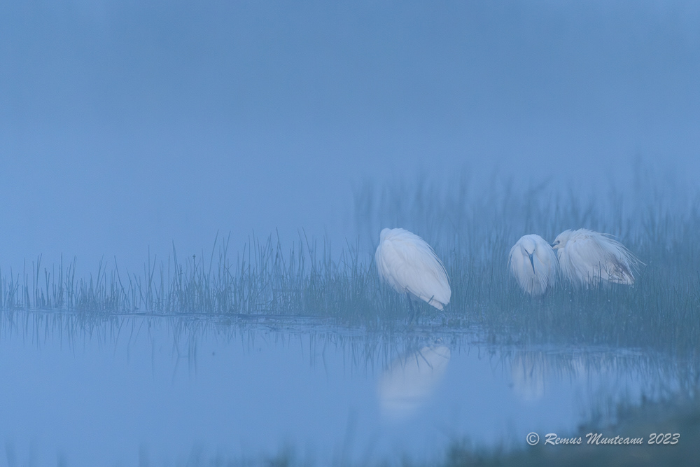 Egreta mica | Little egret | Egretta garzetta