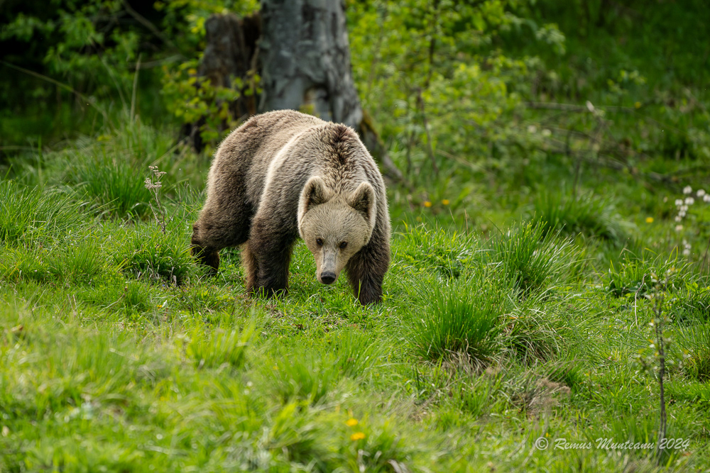 Urs Brun | Brown Bear | Ursus Arctos