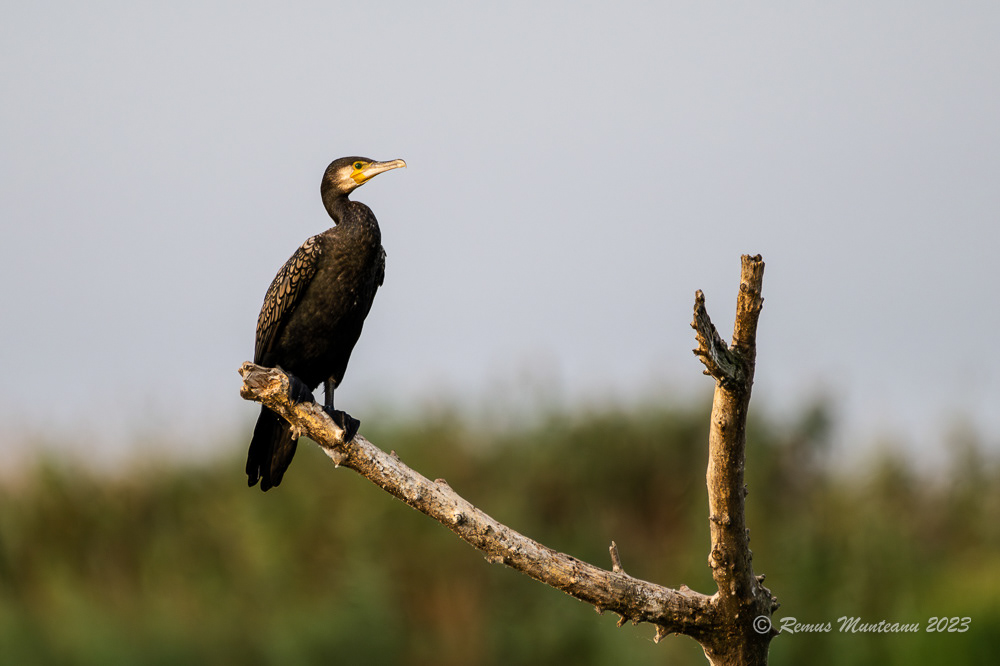 Cormoran mare | Great cormorant | Phalacrocorax carbo