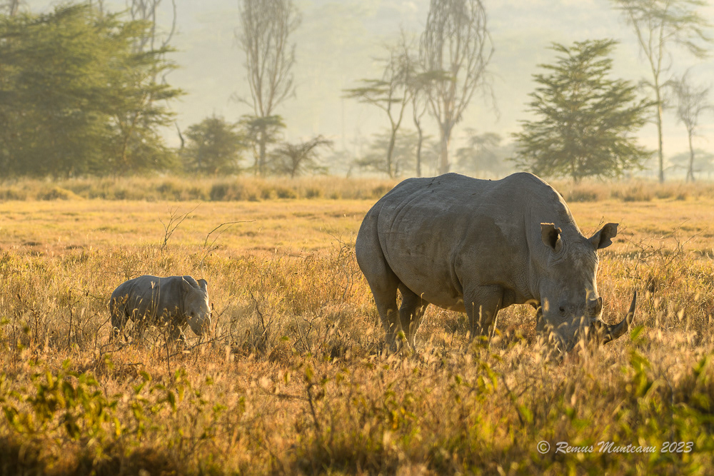 Southern White Rhinoceros | Ceratotherium Simum Simum