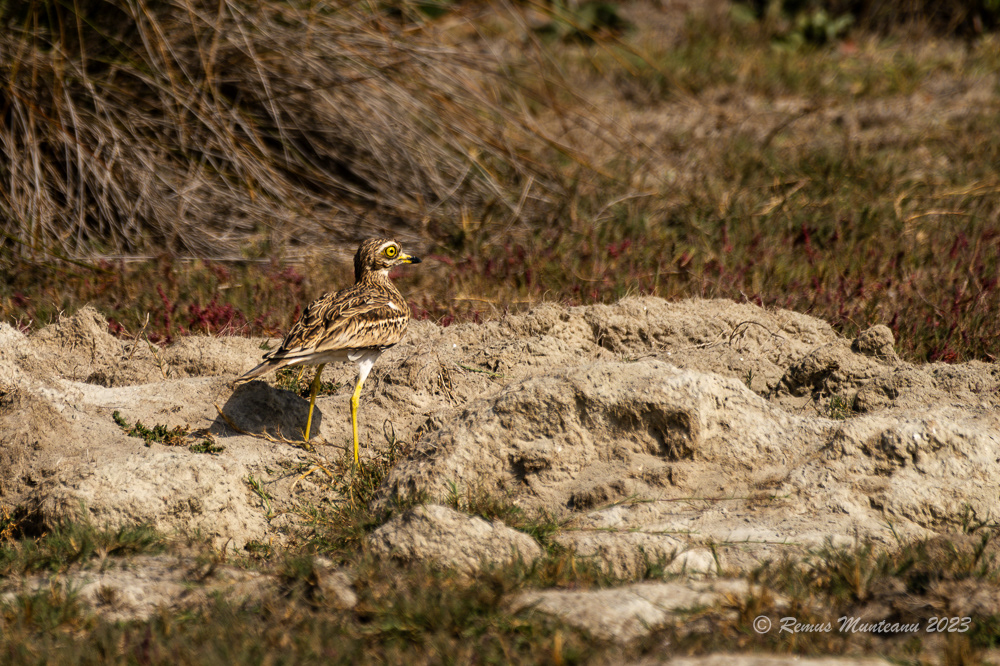Pasarea ogorului | Eurasian stone-curlew | Burhinus oedicnemus
