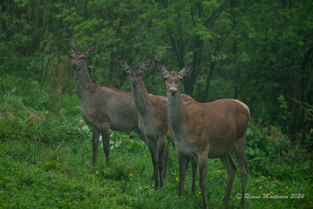 Ciuta | Red Deer (Doe) | Cervus Elaphus
