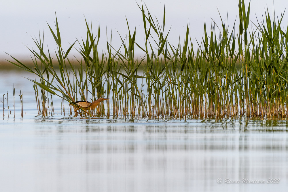 Starc pitic | Ixobrychus minutus | Common little bittern