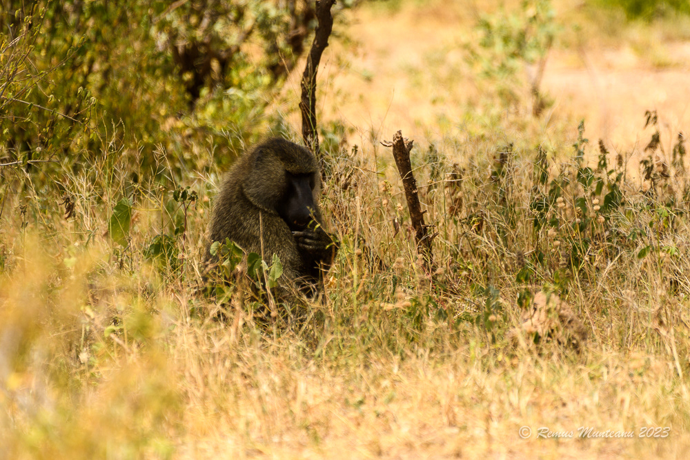 Olive Baboon | Papio Anubis