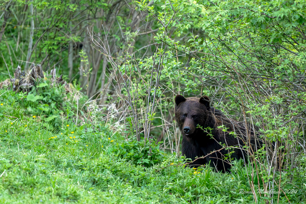 Urs Brun | Brown Bear | Ursus Arctos