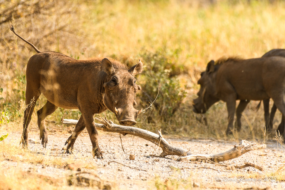 Desert Warthog | Phacochoerus Aethiopicus