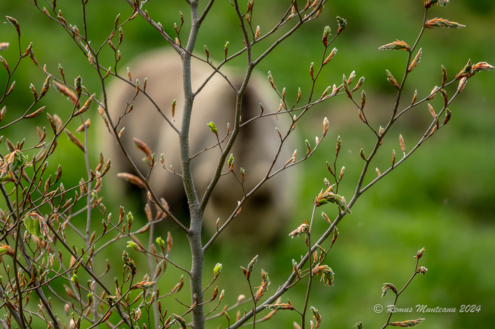 Urs Brun | Brown Bear | Ursus Arctos