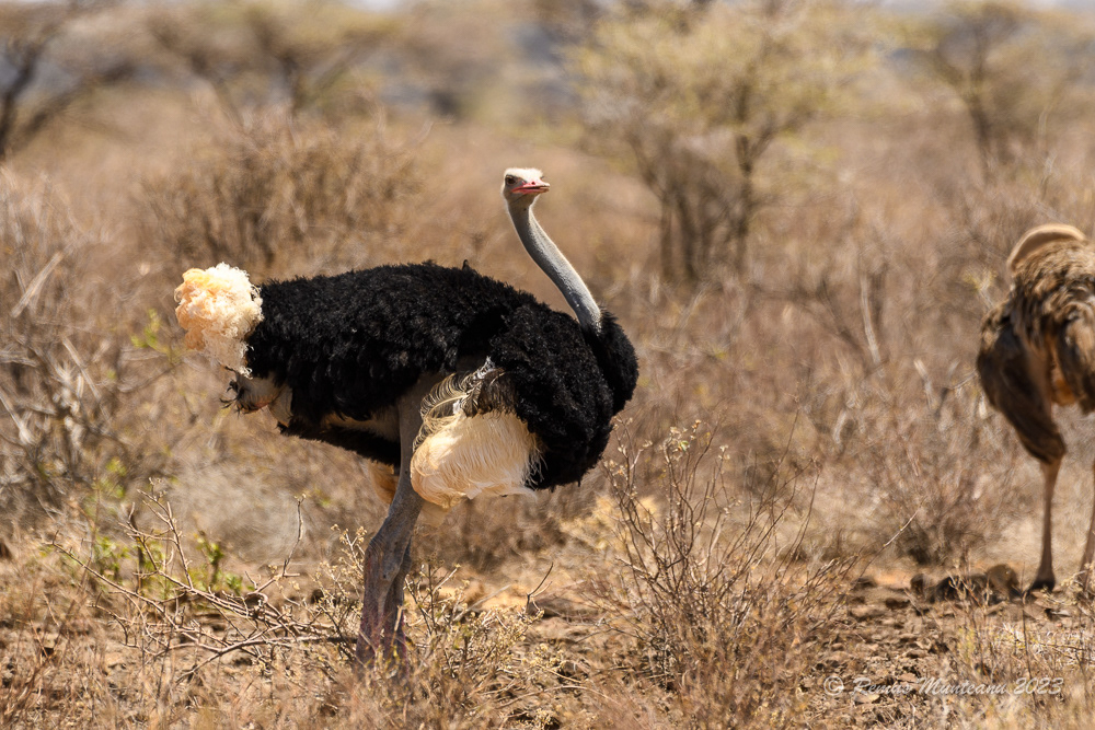 Somali Ostrich | Struthio Molybdophanes