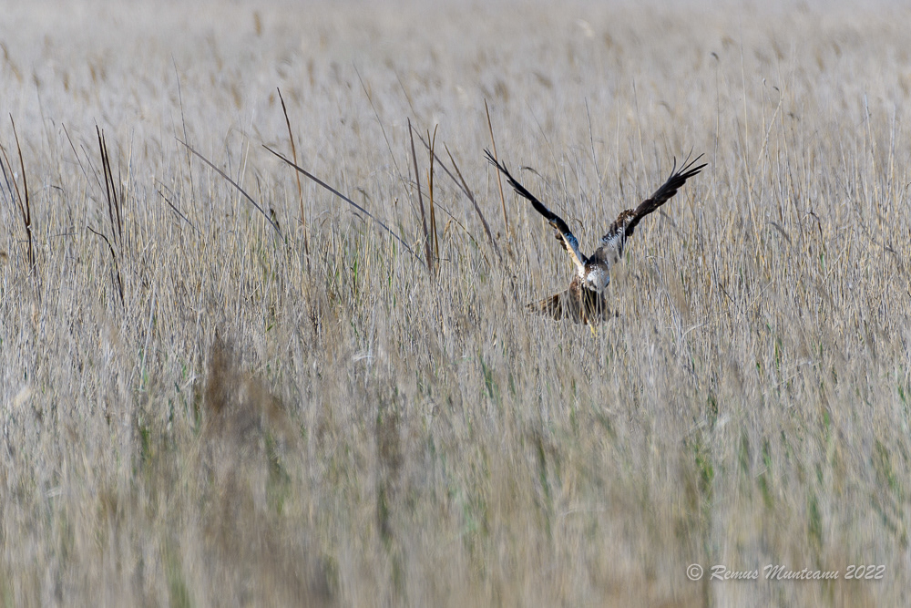 Erete de stuf | Circus aeruginosus | Western marsh harrier