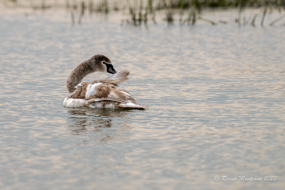 Lebada de vara | Mute swan | Cygnus olor