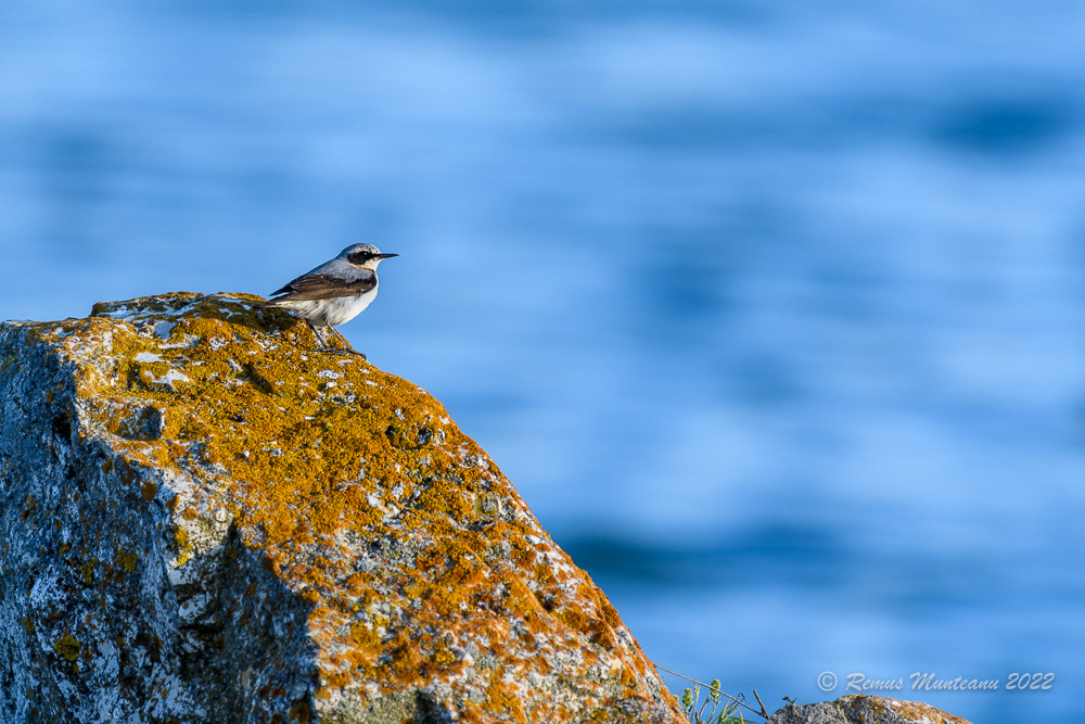 Pietrar sur | Oenanthe oenanthe | Northern wheatear