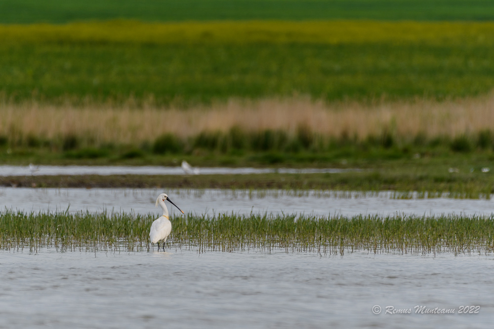 Lopatar | Platalea leucorodia | Eurasian spoonbill