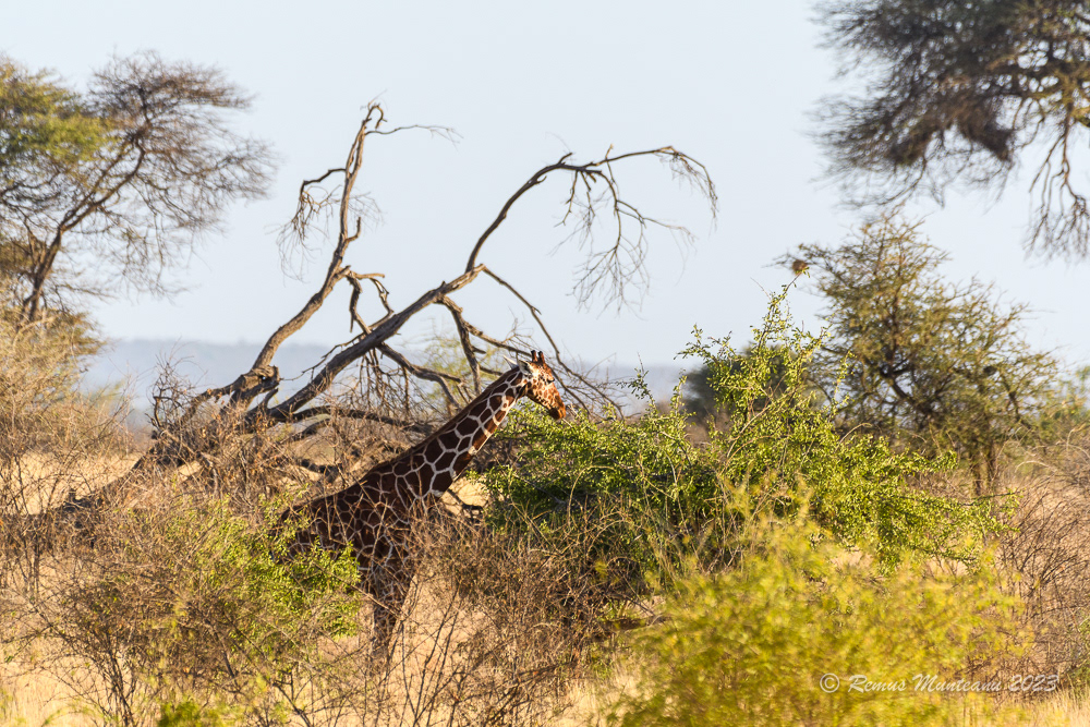 Reticulated Giraffe | Giraffa Camelopardalis Reticulata
