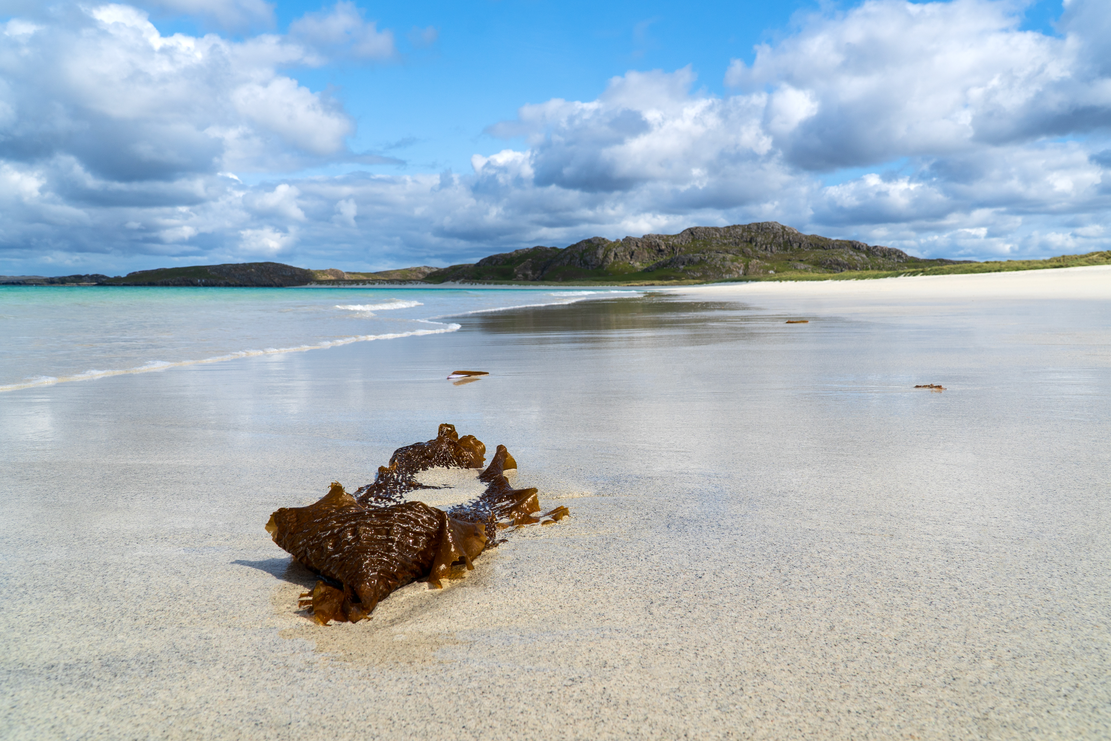 seaweed