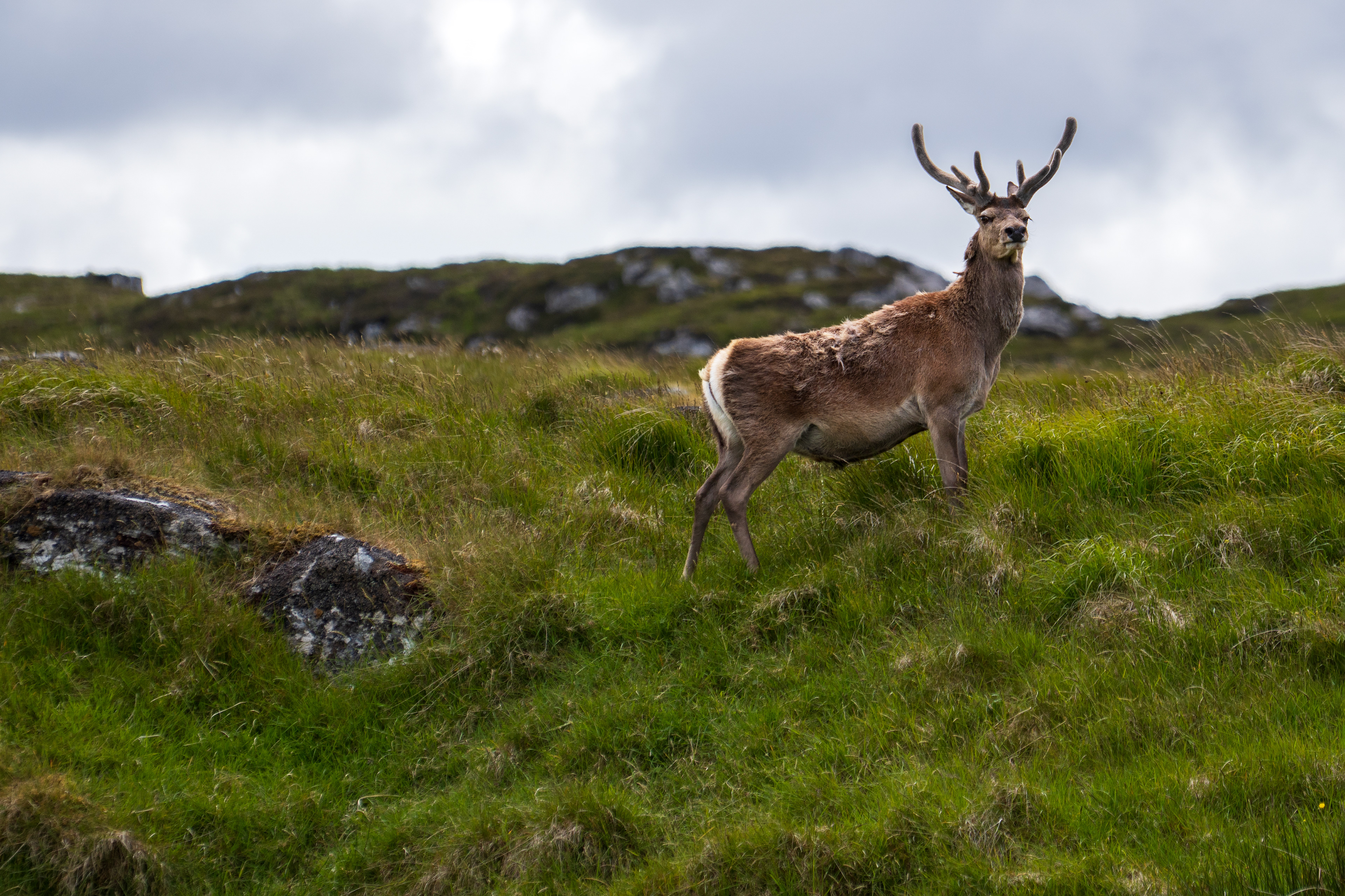 stag