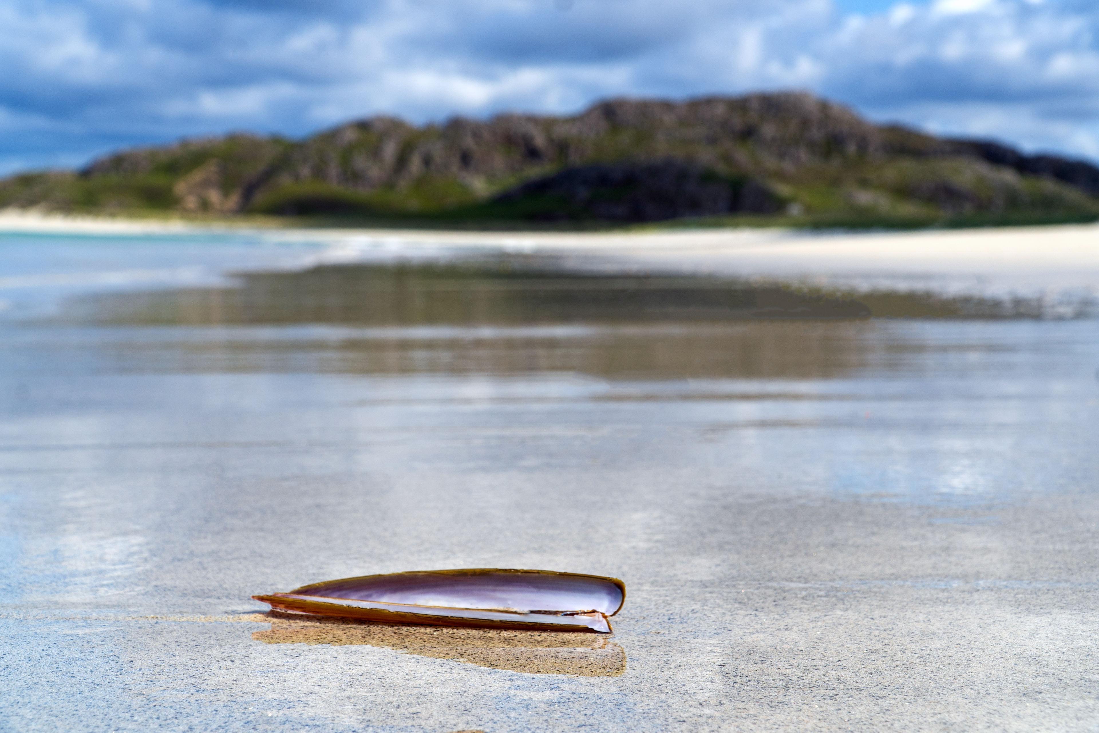 Razor clam