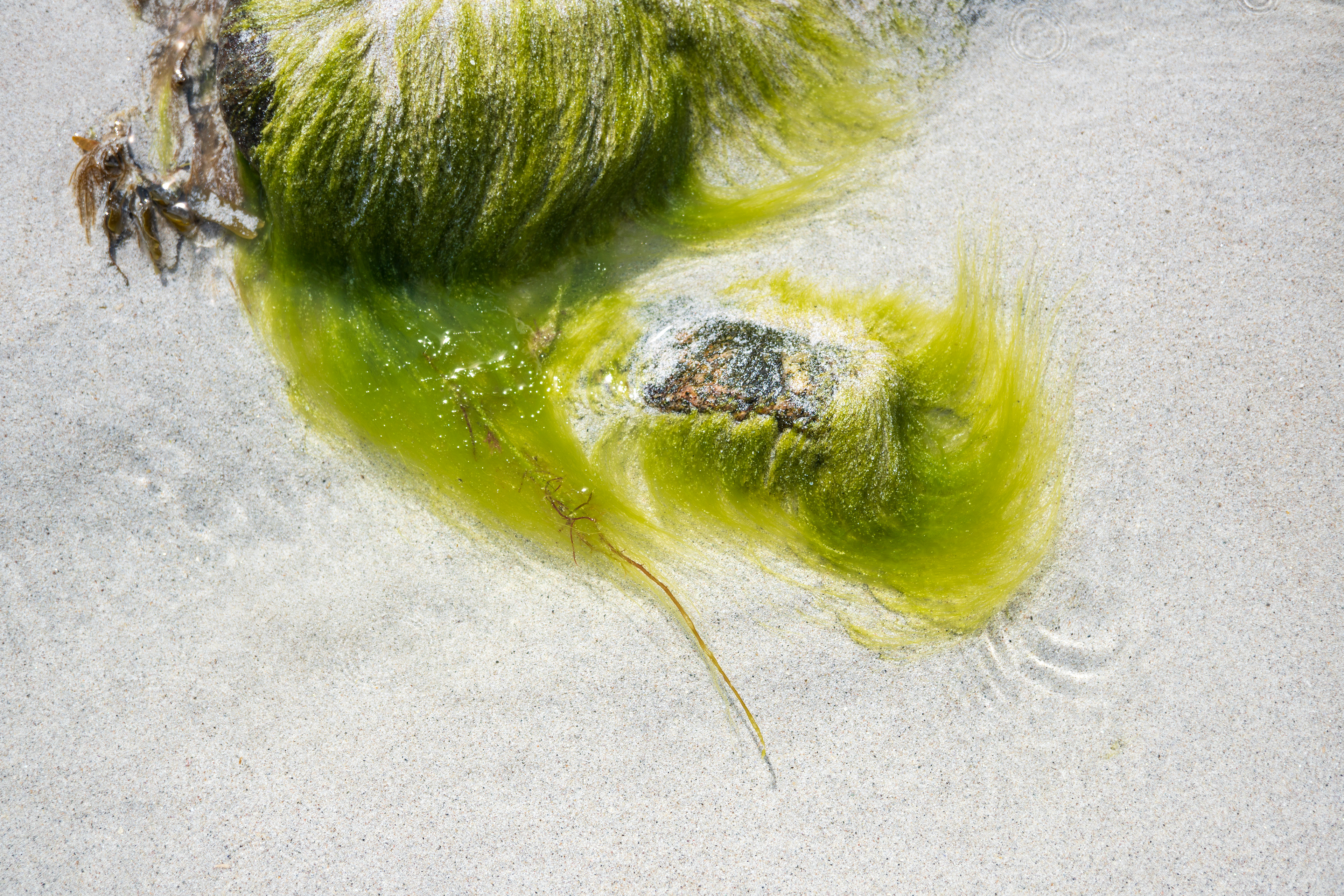 seaweed