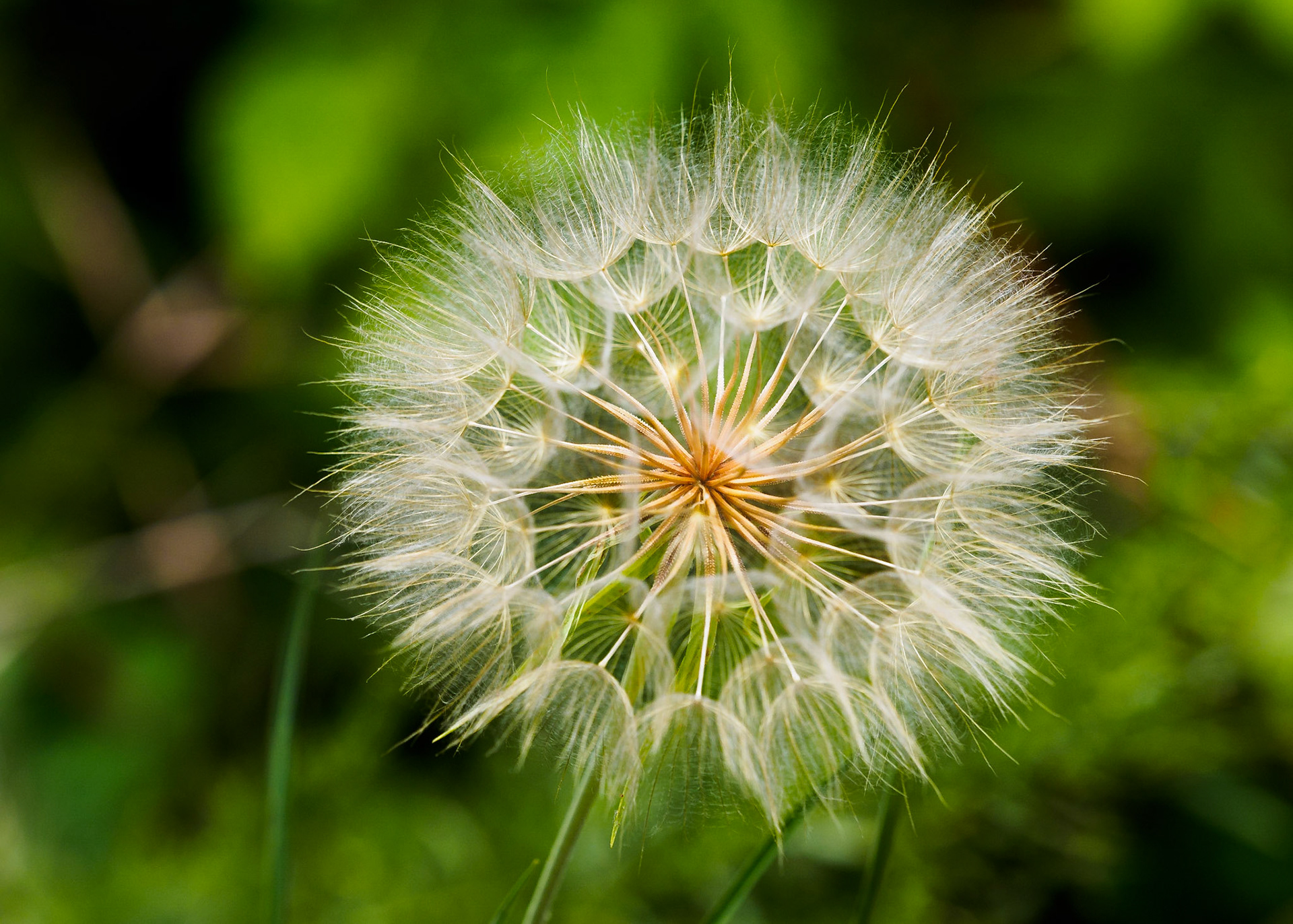 Dandelion Seed
