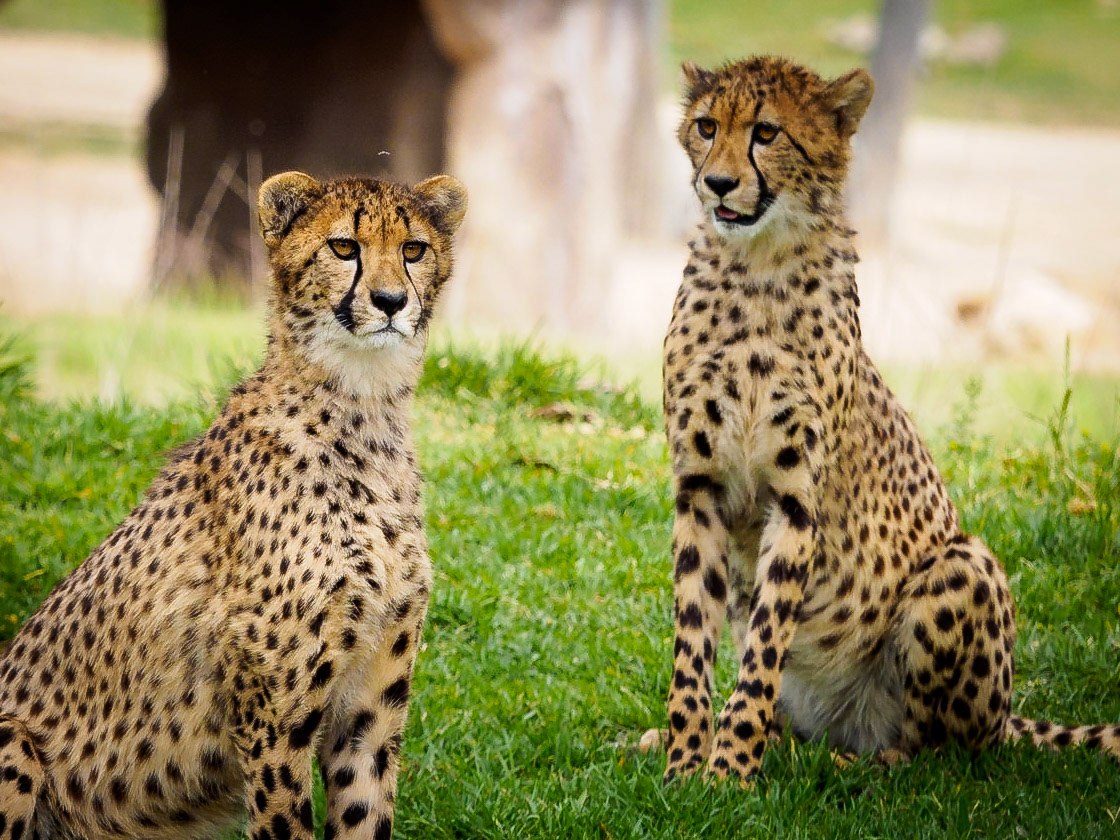 Cheetahs