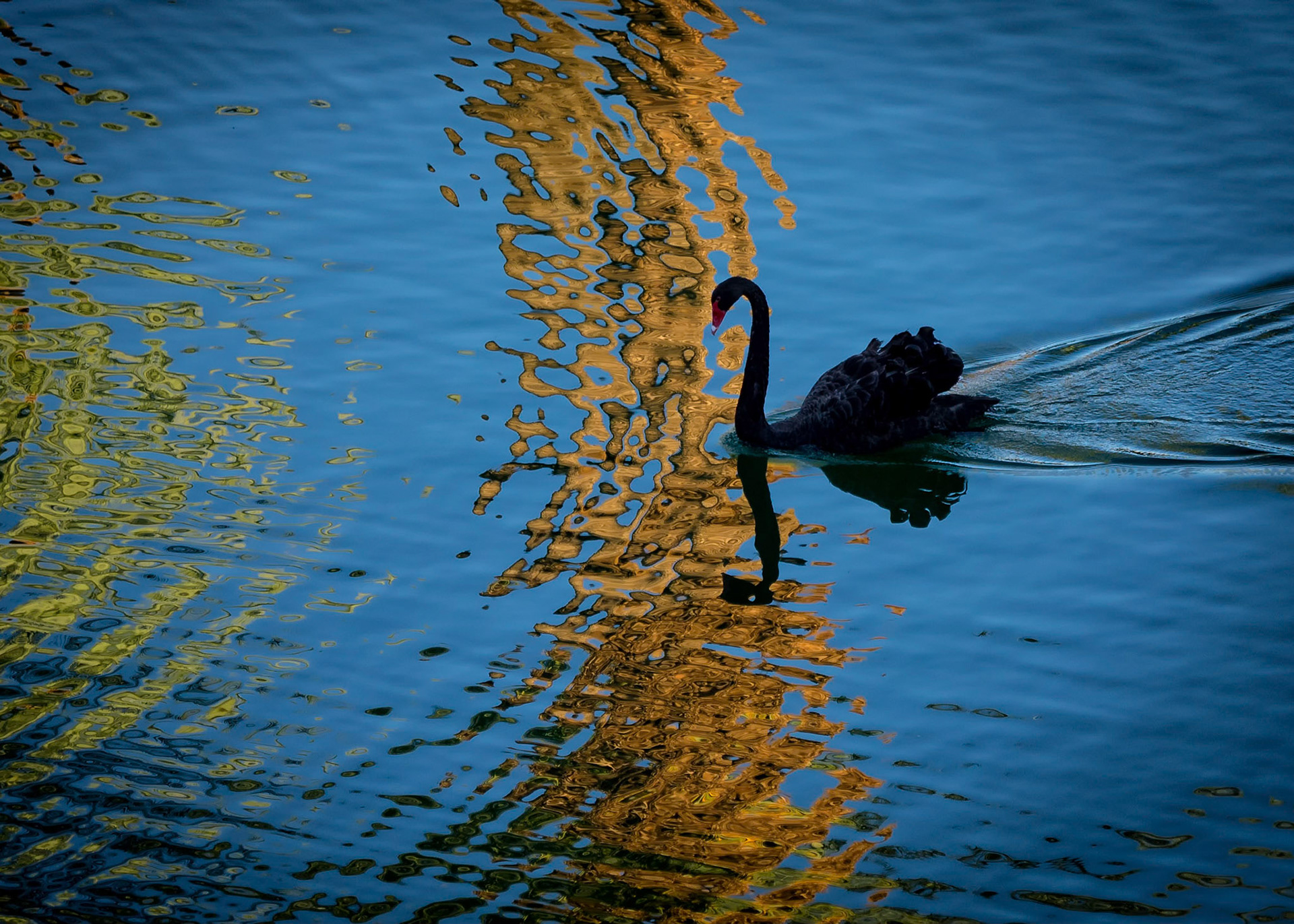 Black Swan of the Desert