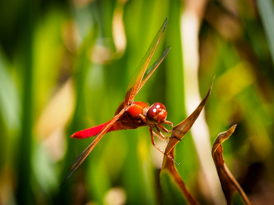Dragonfly