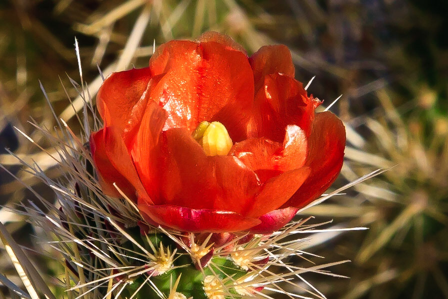 Cactus Flower