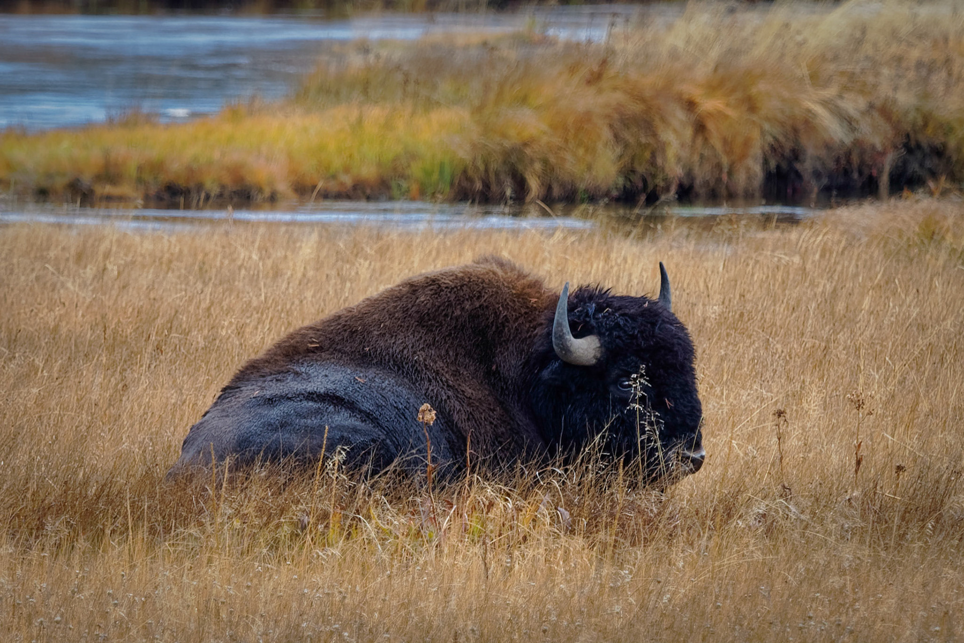 Bison