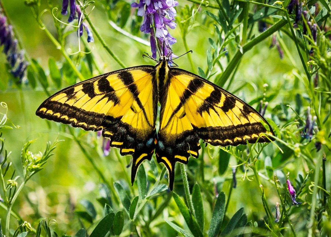 Swallowtail