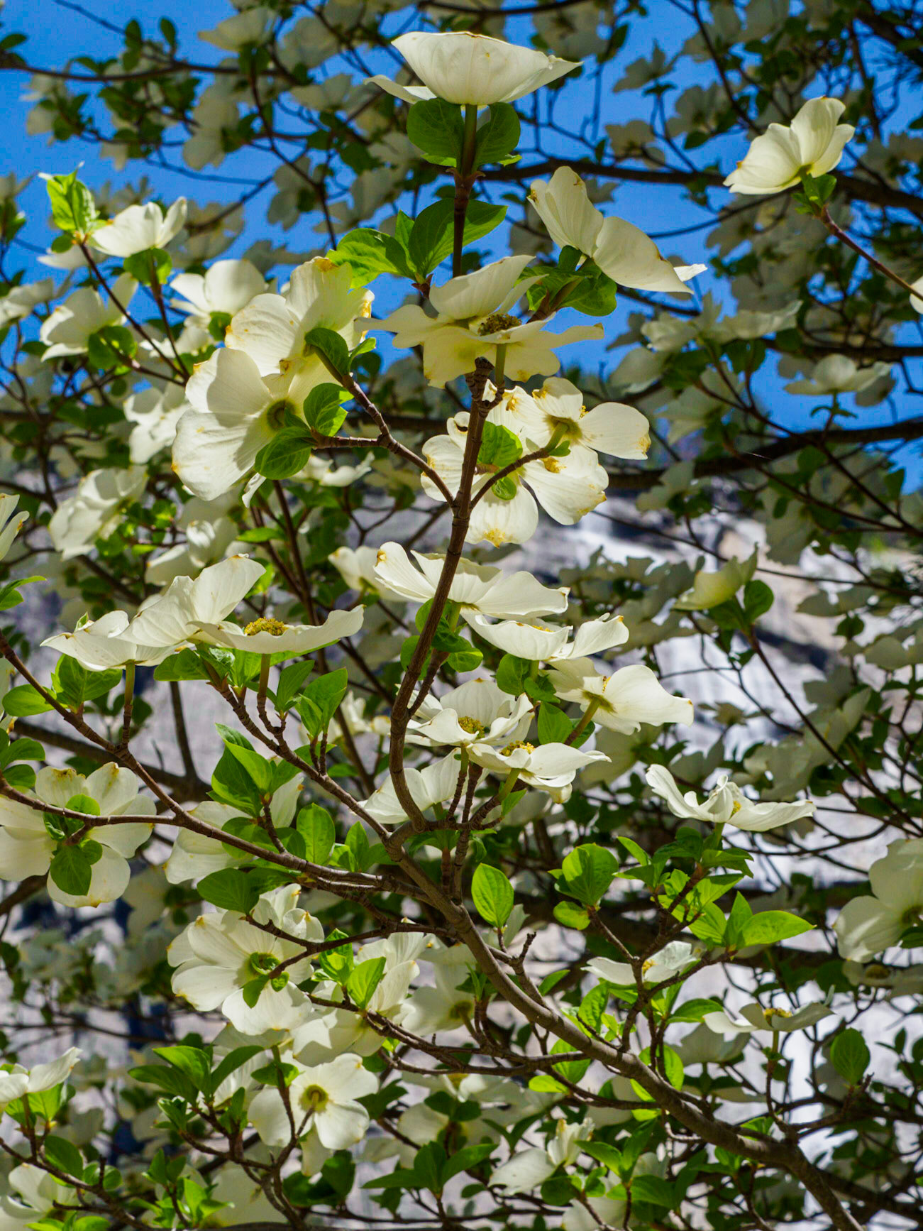 Dogwoods