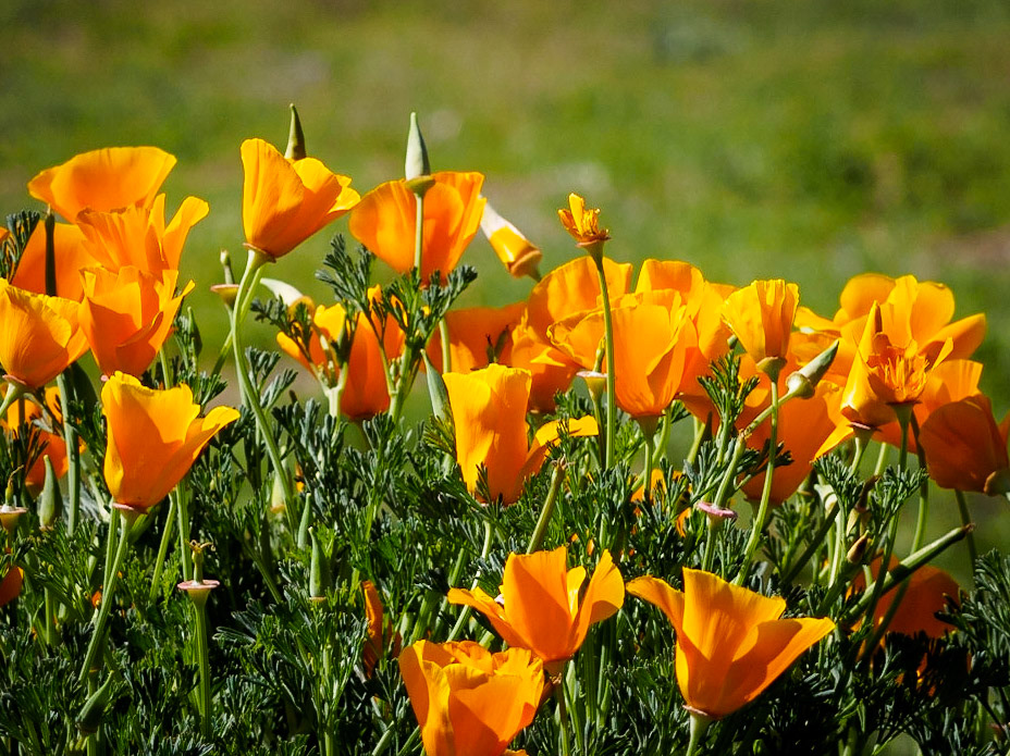 California Poppies