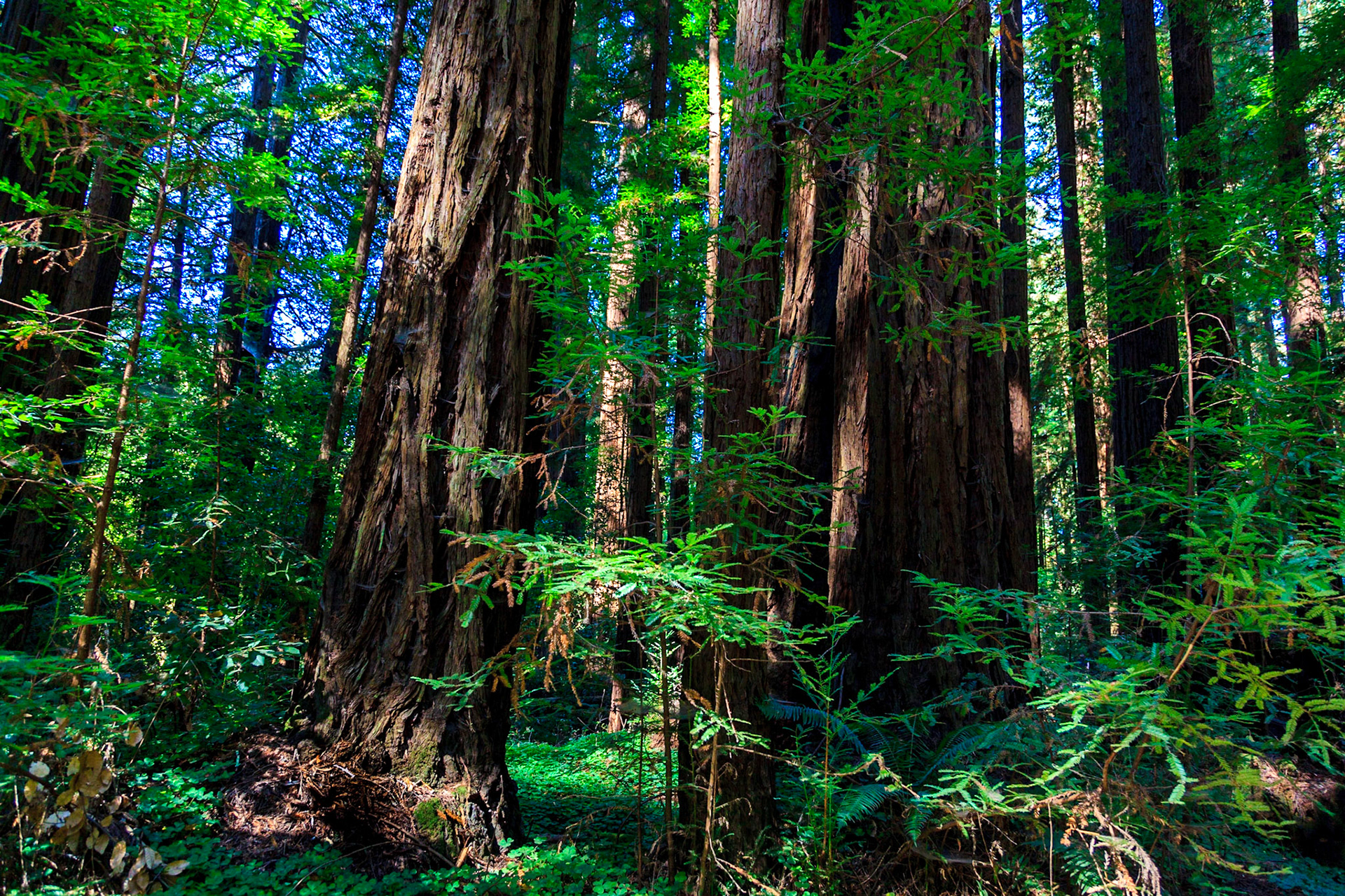 Redwood Forest