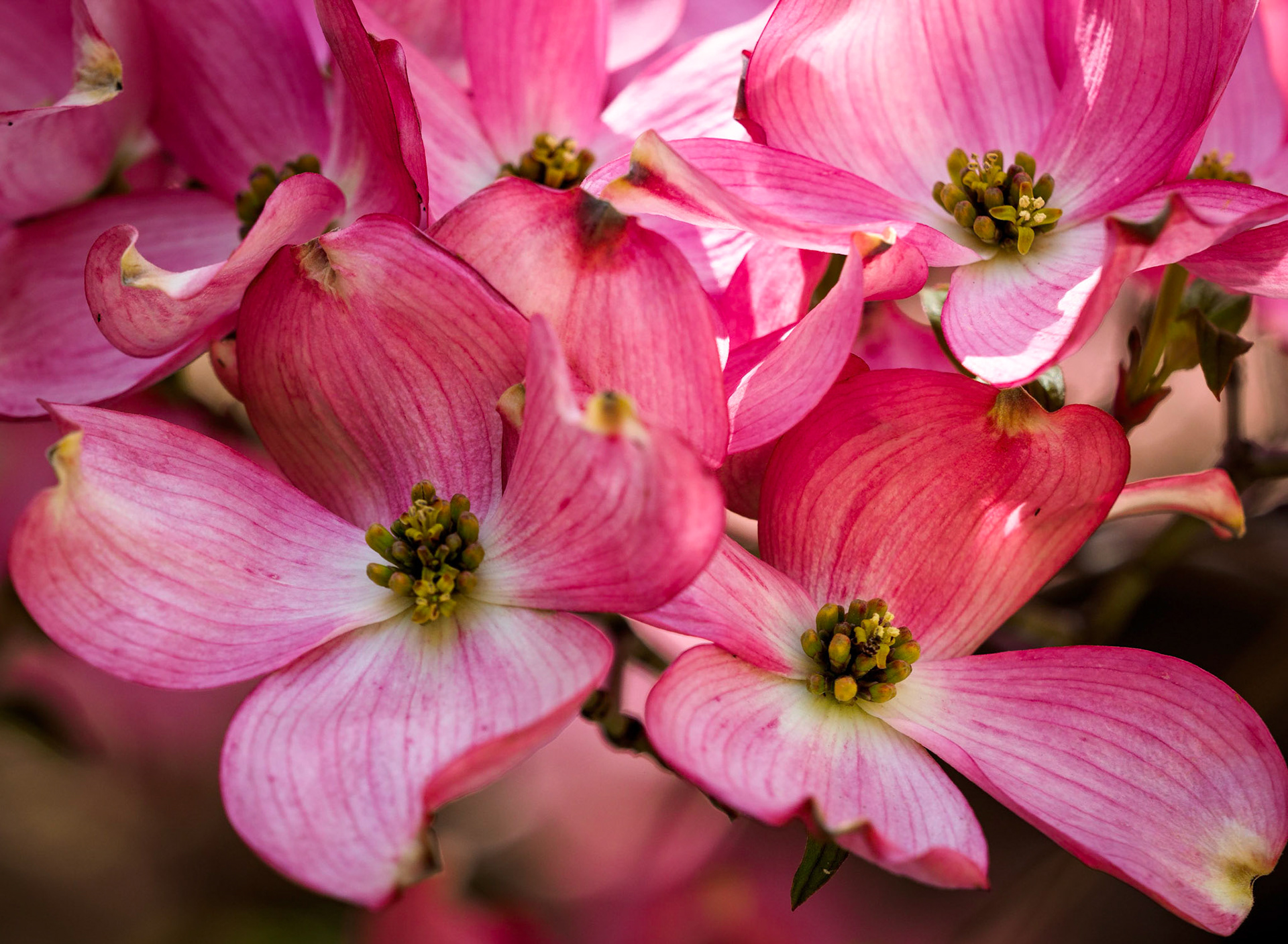 Pink Dogwoods