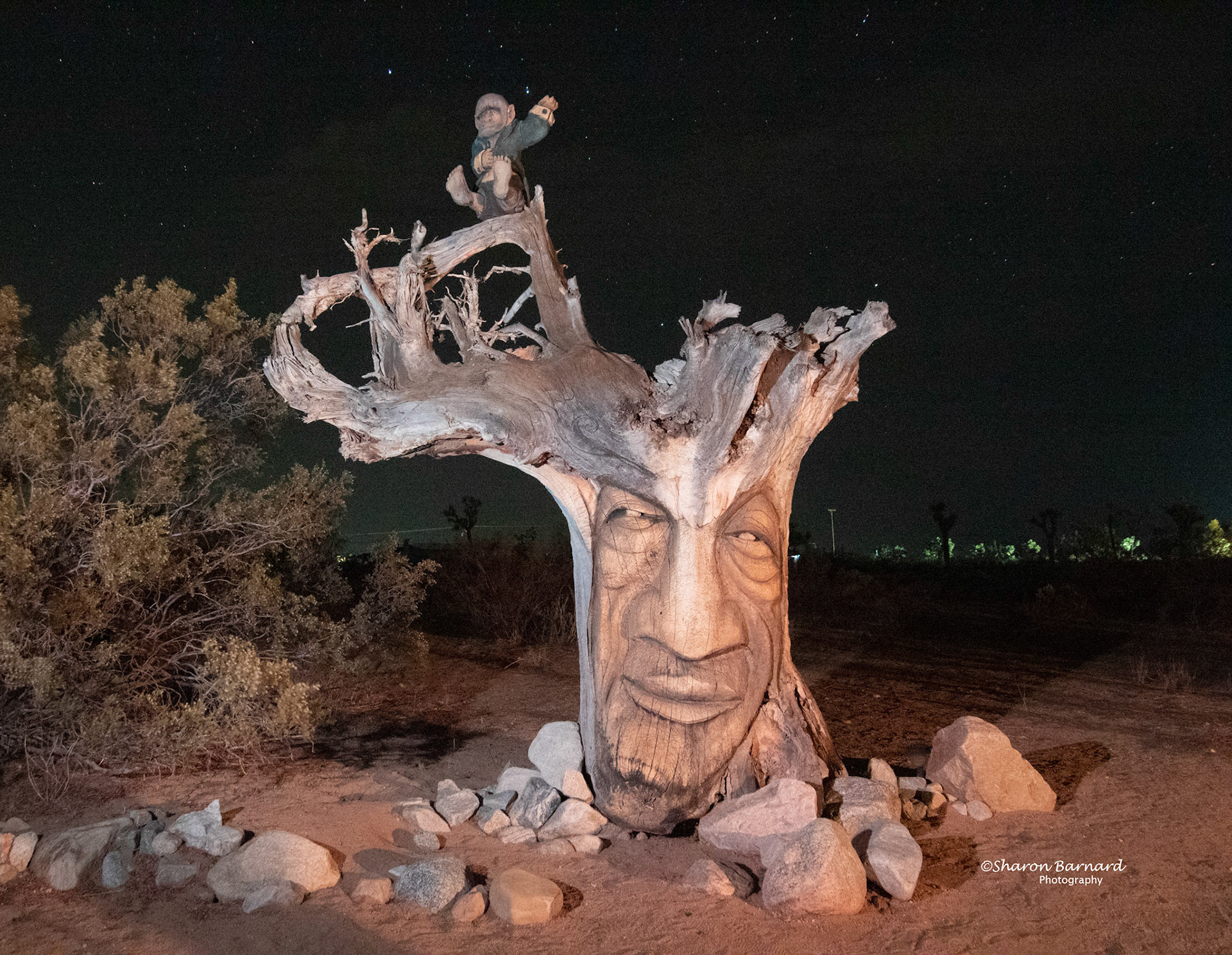 Carved tree in Joshua Tree NP