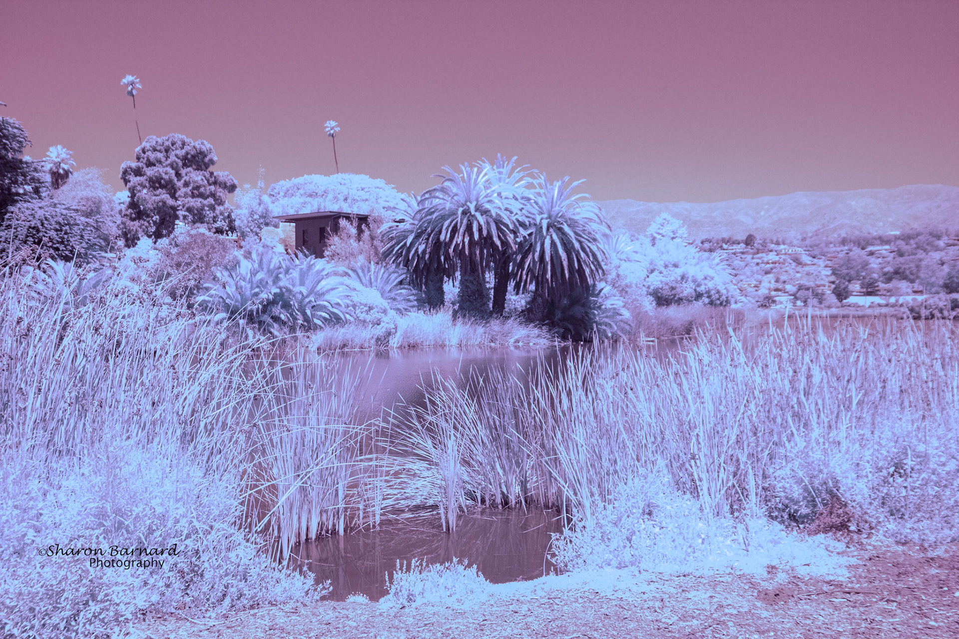 Taken with an IR filter then adjusted with Photoshop