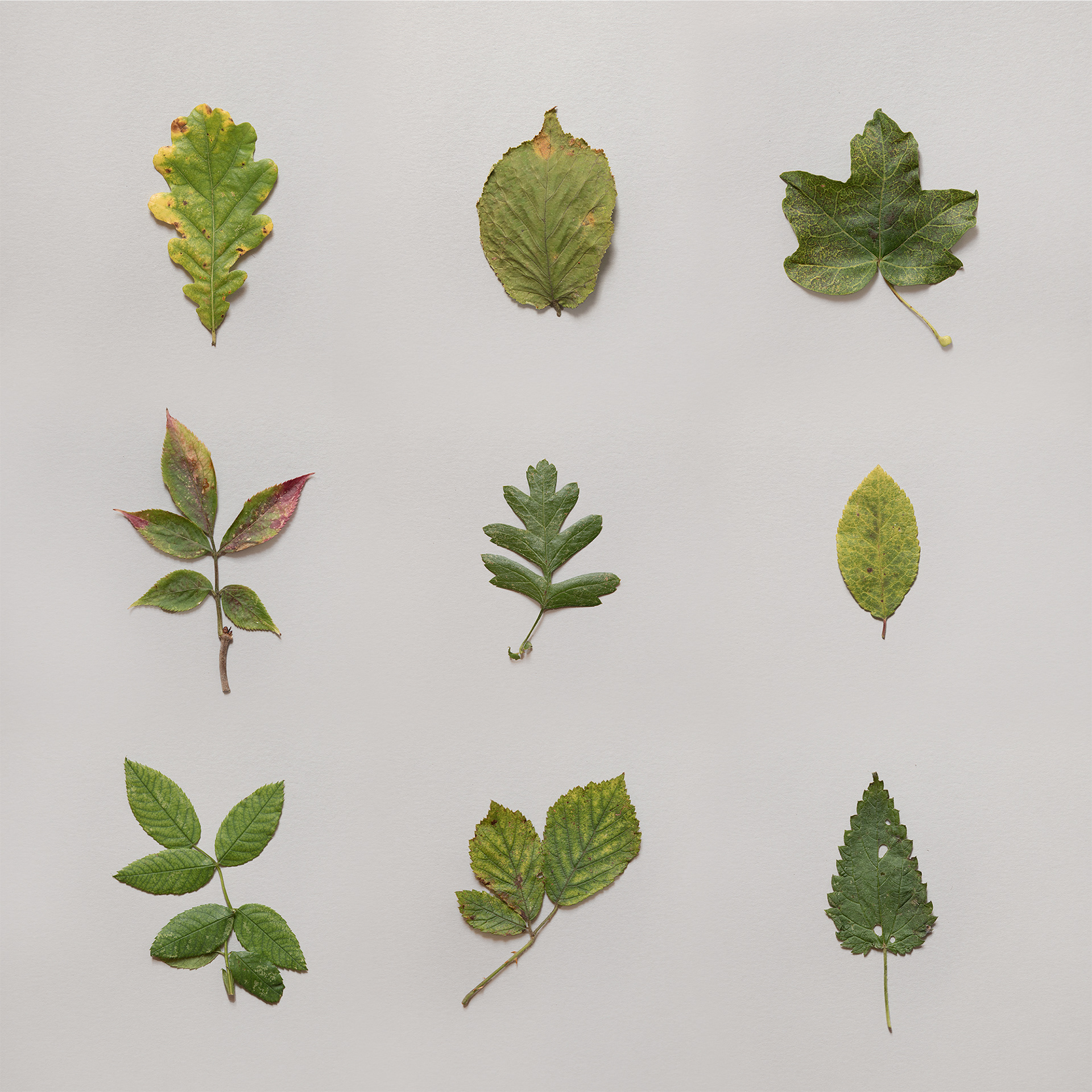 Still life photographs of leaves from hedgerow plants
