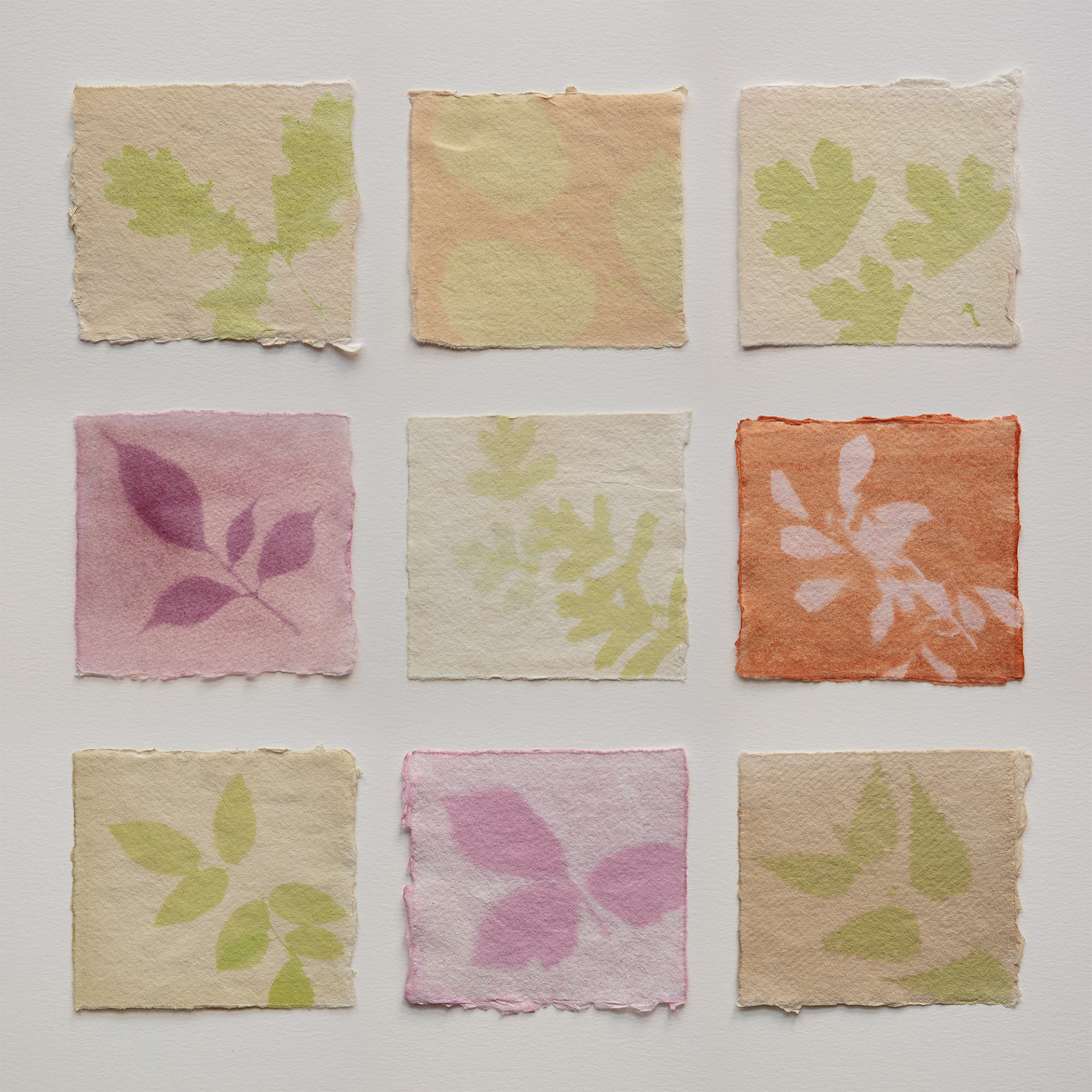 Anthotypes made with leaves and berries from hedgerow plants